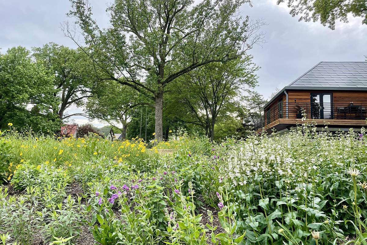 Inside the movement that wants to remake KC’s outdoor spaces with native plants