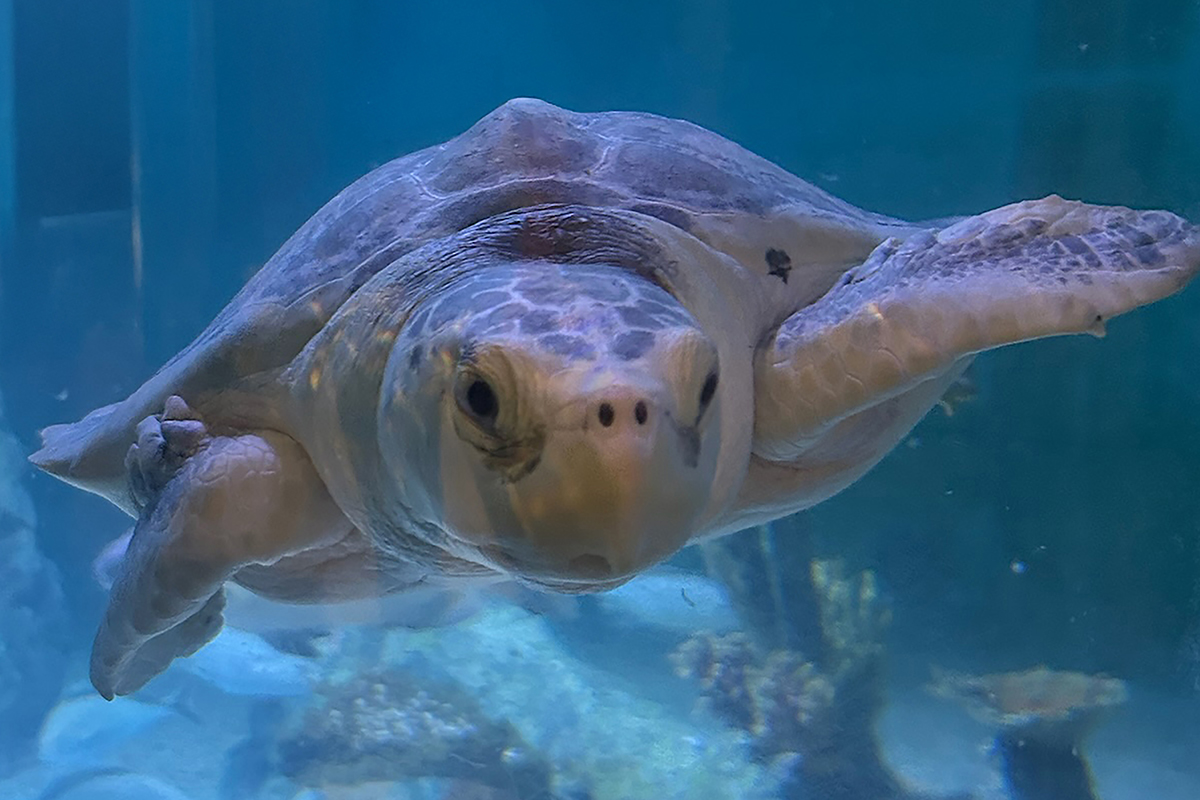 Kemp’s ridley turtle Crown Center