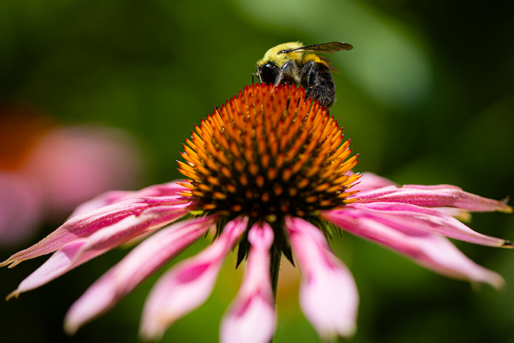 Native plant 1 with bee