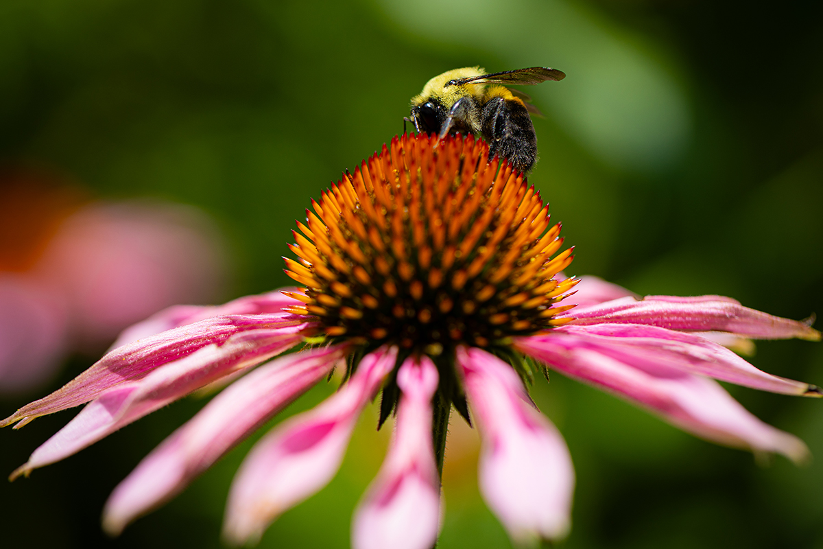 Native plant 1 with bee